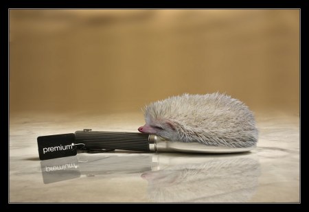 ��������� ��������