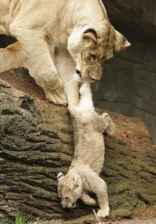 ��������� ��������