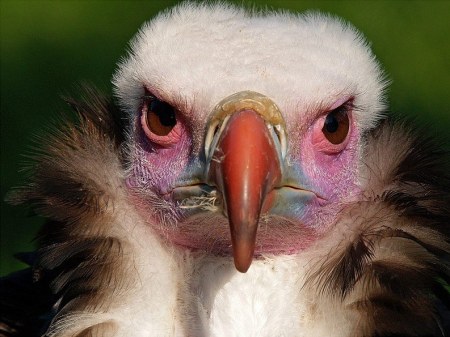 ��������� ��������