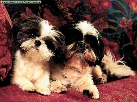 ��������� ��������