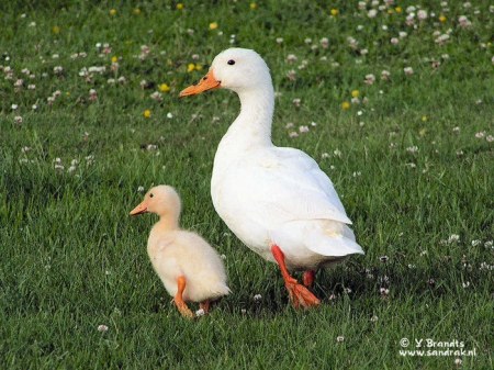 ��������� ��������