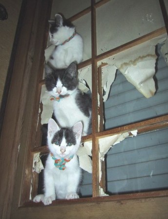 ��������� ��������