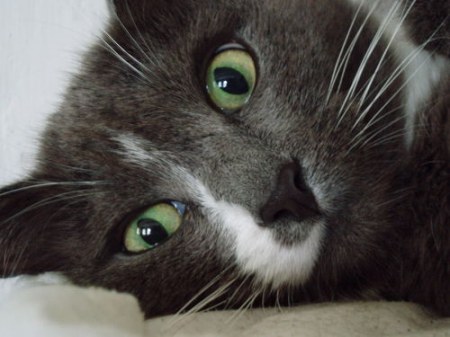 ��������� ��������