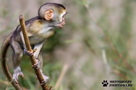 ��������� ��������