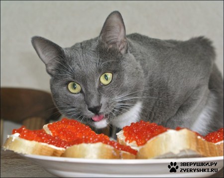 ��������� ��������