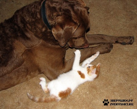 ��������� ��������