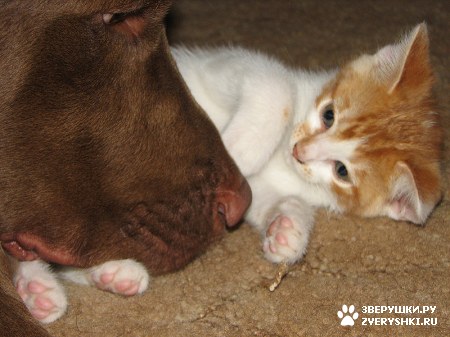 ��������� ��������