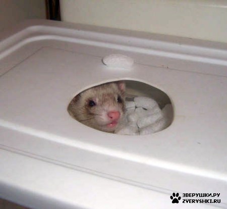 ��������� ��������