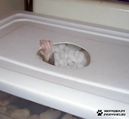 ��������� ��������