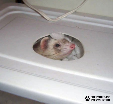 ��������� ��������