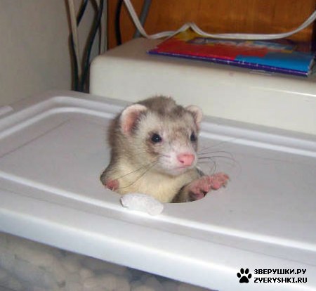 ��������� ��������