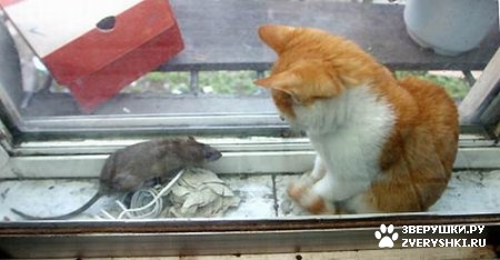 ��������� ��������