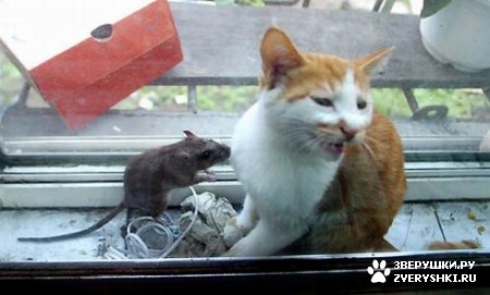 ��������� ��������