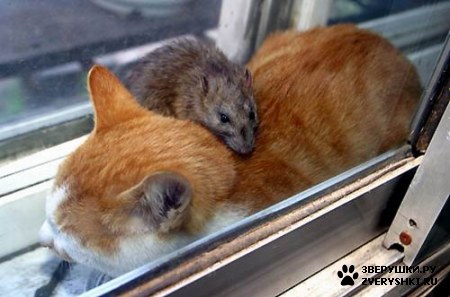 ��������� ��������