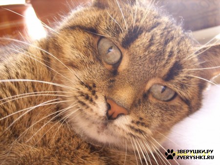 ��������� ��������