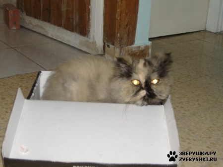 ��������� ��������