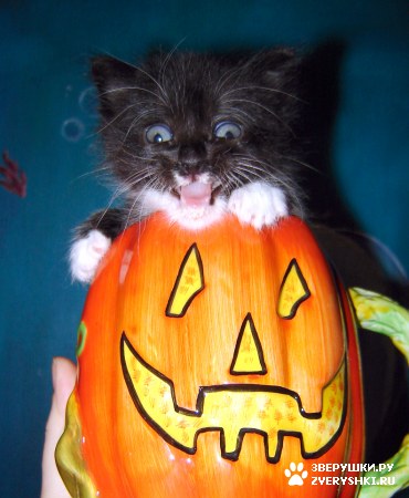 ��������� ��������