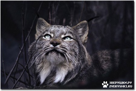 ��������� ��������