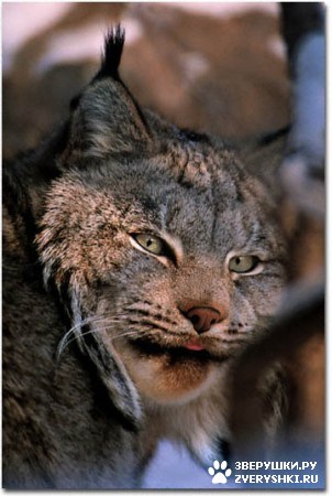 ��������� ��������