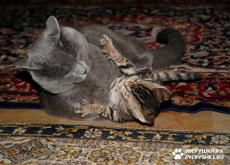 ��������� ��������