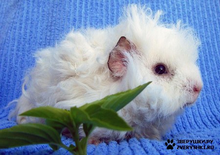 ��������� ��������