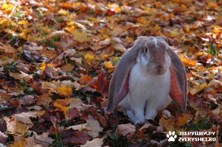 ��������� ��������