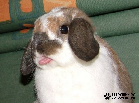 ��������� ��������