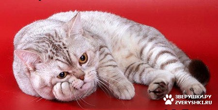 ��������� ��������