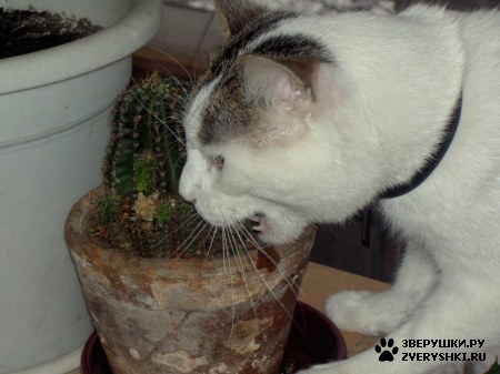 ��������� ��������