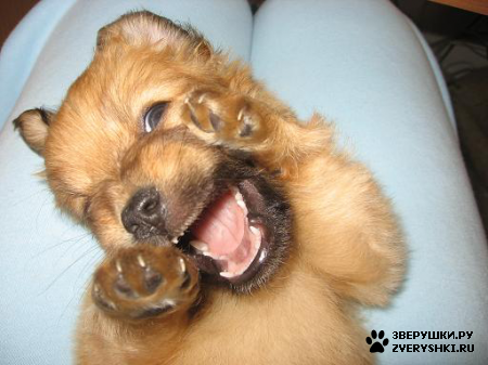 ��������� ��������