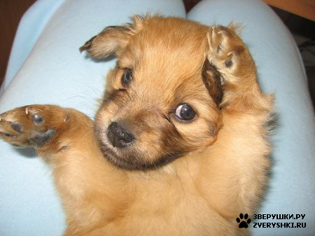 ��������� ��������