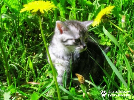 ��������� ��������