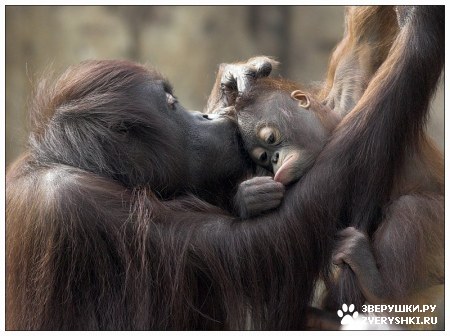 ��������� ��������