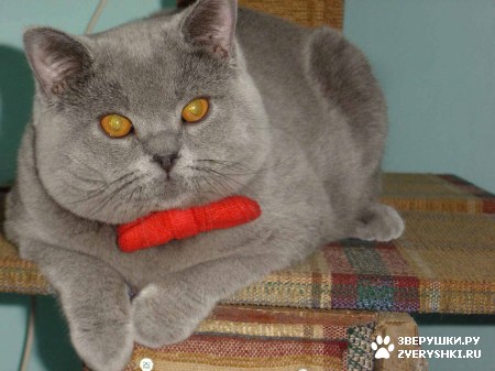 ��������� ��������