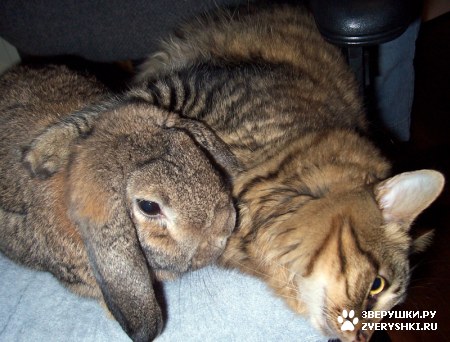 ��������� ��������