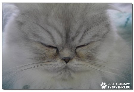 ��������� ��������