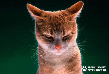 ��������� ��������