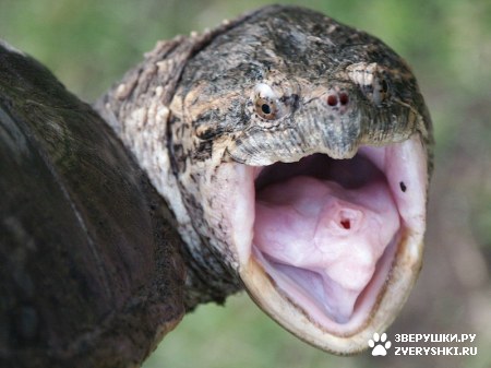 ��������� ��������