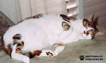 ��������� ��������