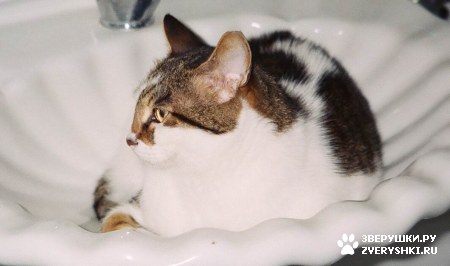 ��������� ��������