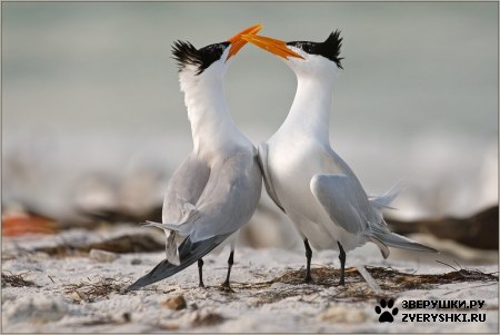 ��������� ��������