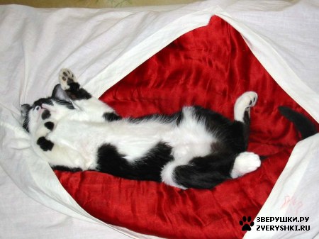 ��������� ��������