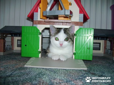 ��������� ��������