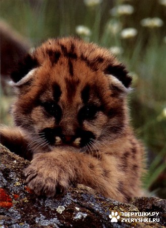 ��������� ��������