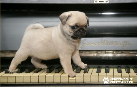 ��������� ��������