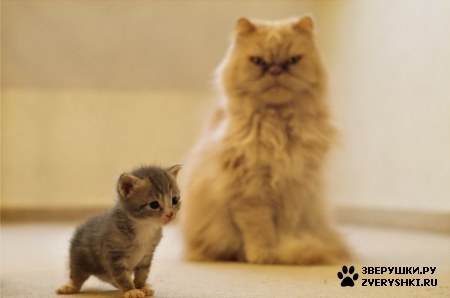 ��������� ��������