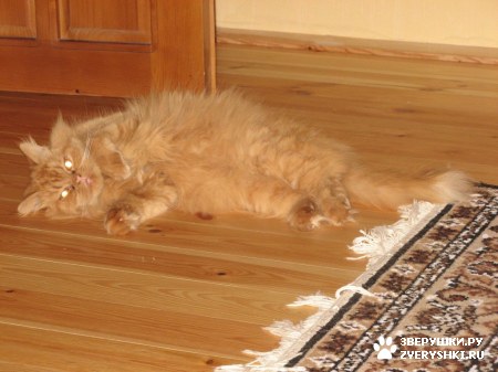 ��������� ��������