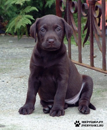 ��������� ��������