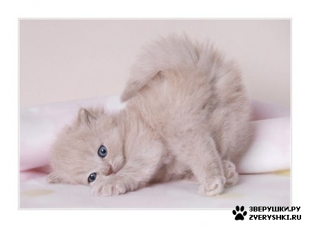 ��������� ��������