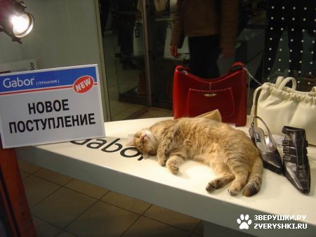 ��������� ��������